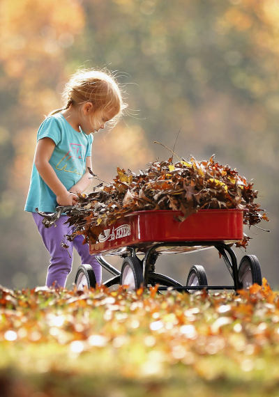A little girl with a toy trailer full of leaves
